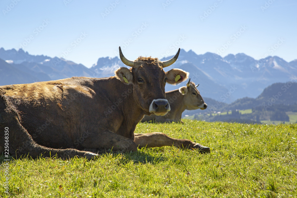 Allgäu - Kuh - Alpen - Berge - malerisch Allgäu - Kuh - Alpen - Berge - malerisch