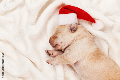 Fototapeta Naklejka Na Ścianę i Meble -  First christmas for a newborn labrador puppy dog
