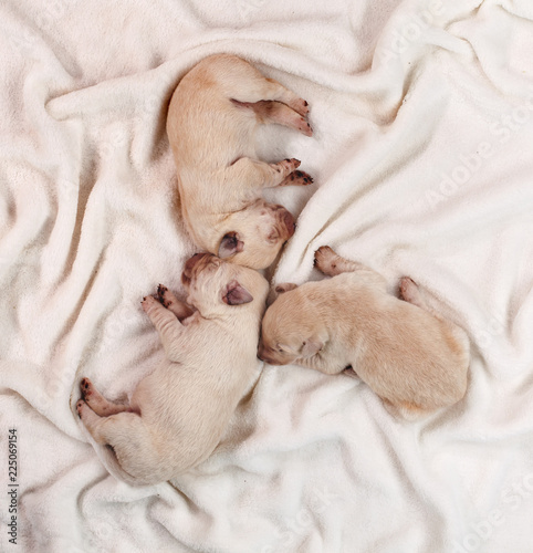 Newborn labrador puppies sleeping - top view © Ilike
