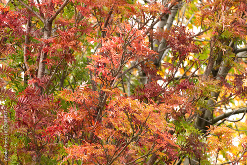 A photograph of autumn leaves turning red  orange and yellow in the fall