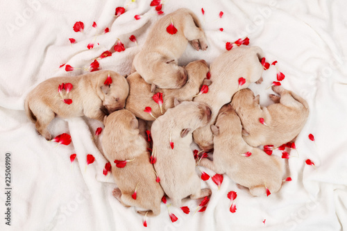 Adorable labrador puppy dogs sleeping in a heap, among flower petals