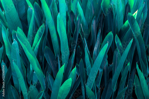 tropical leaves colorful flower on dark tropical foliage nature background dark green foliage nature