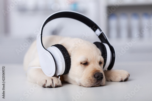 Sleeping cute labrador puppy dog with large headphones