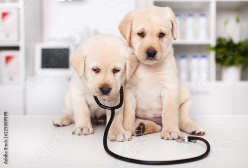 Cute labrador puppies with stethoscope at the veterinary doctor office