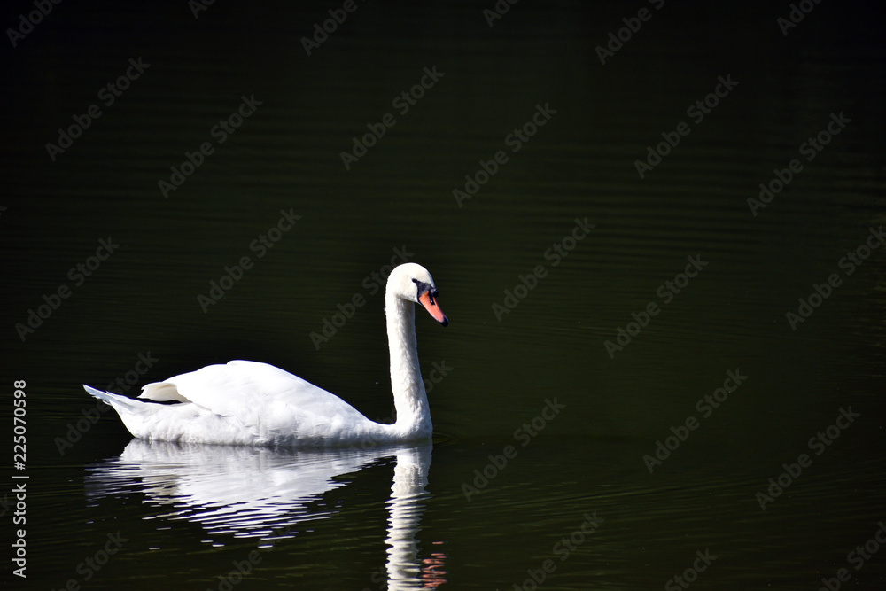 Swan