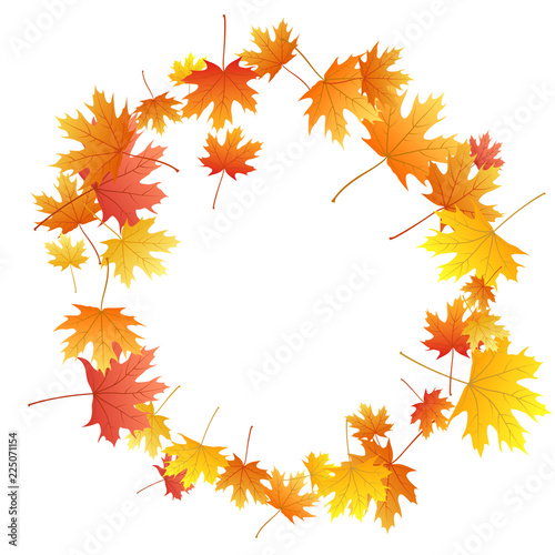 Maple leaves vector background  autumn foliage on white graphic design.