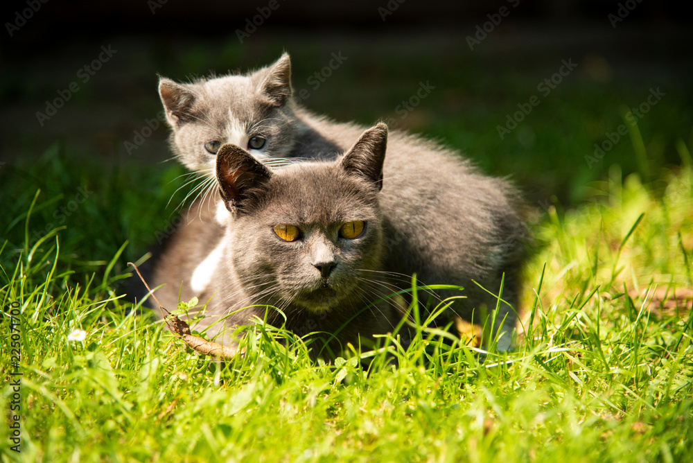 Cat with the baby kitten on grass
