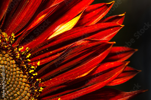 Fototapeta Naklejka Na Ścianę i Meble -  Makro Teilfoto rote Sonnenblume