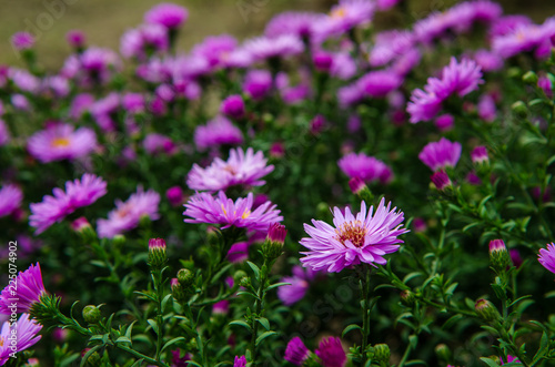 American Aster- herbstastern. small violet autumn flowers