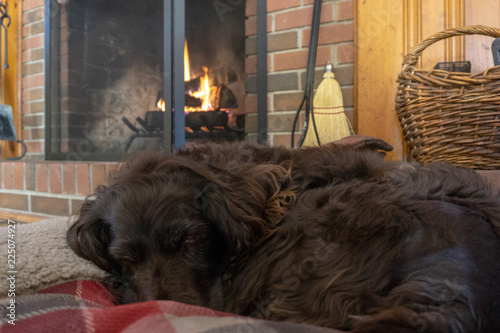 Cozy spaniel dog asleep in front of fire in fall photo