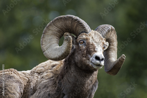 Ram Portrait