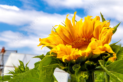 Sunflower, flower, yellow, sky background,