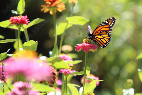 Monarch butterfly is sitting on a Zinnia flower © Serhiy