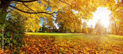 trees with multicolored leaves on the grass in the park. Maple foliage in sunny autumn. Sunlight in early morning in forest