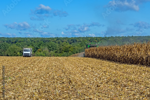 harvesting corn by a combine harvester, followed by unloading and transportation of grain. Work in the field in the rays of the sun in the early autumn