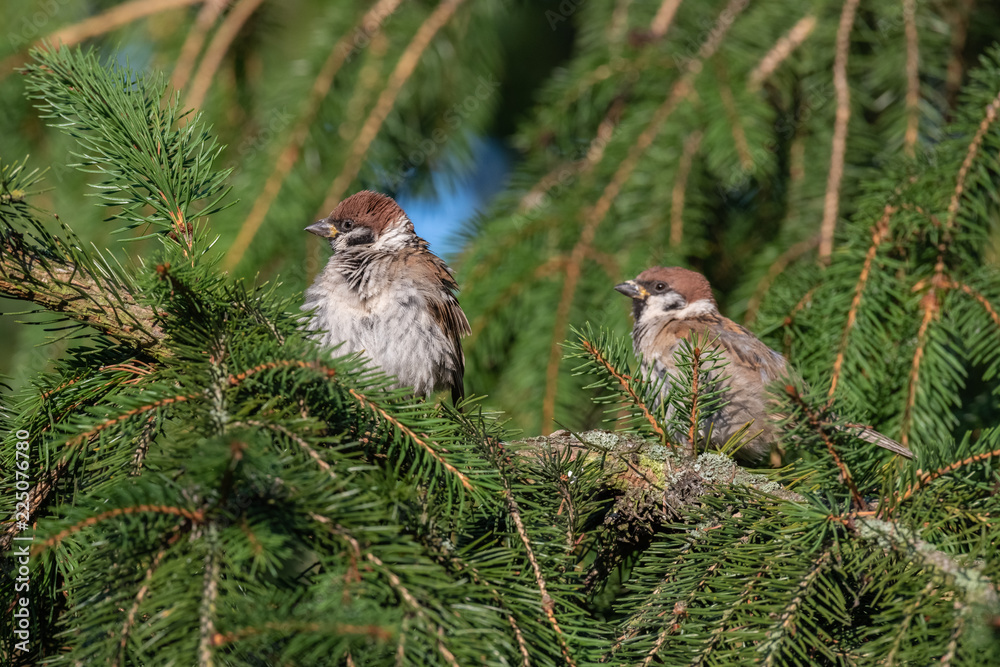 Fototapeta premium House sparrow (Passer domesticus)