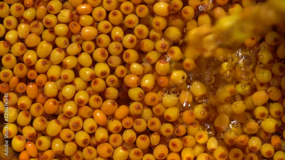 Many orange yellow common sea buckthorn berries is washed in water, close up Many orange yellow common sea buckthorn berries is washed in water, close up
