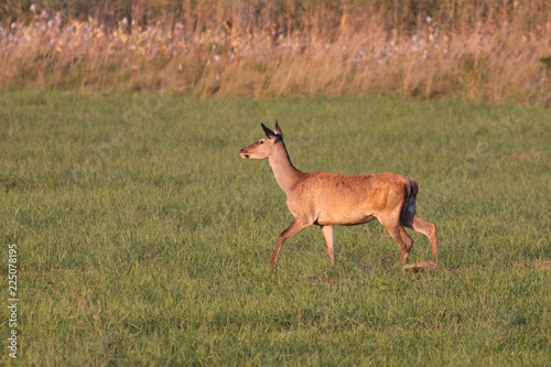 Red Deer Hind  Cervus elaphus running