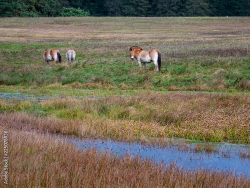 Wildpferde photo