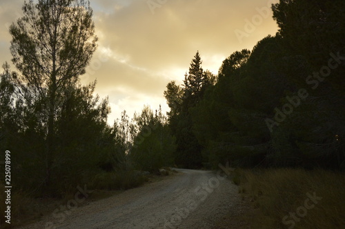 sunset at the forest