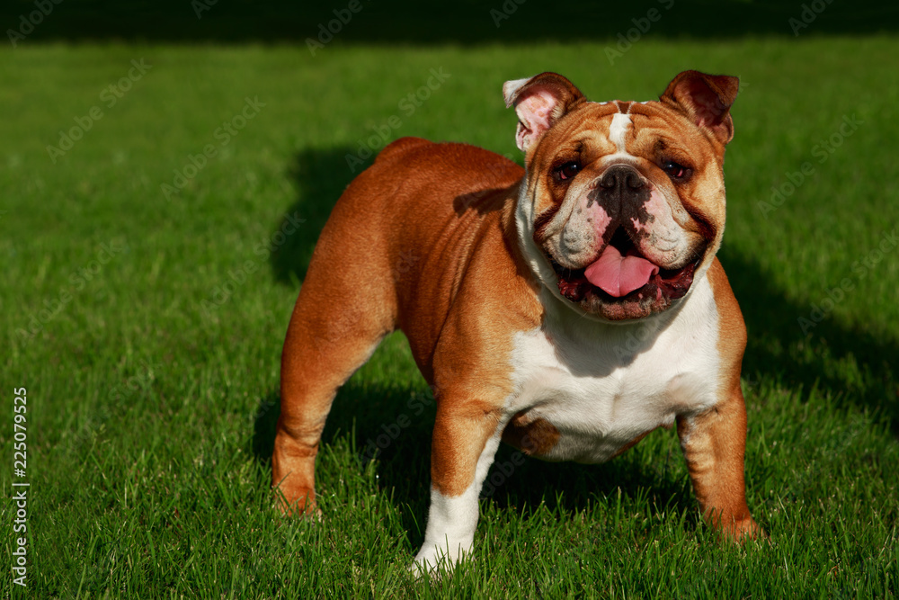 Breed dog English bulldog