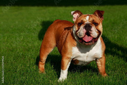 Fototapeta Naklejka Na Ścianę i Meble -  Breed dog English bulldog