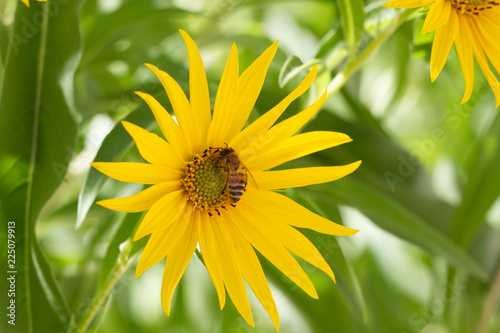 Maximilian Sunflowers  Helianthus maximiliani  with bee collecting pollen