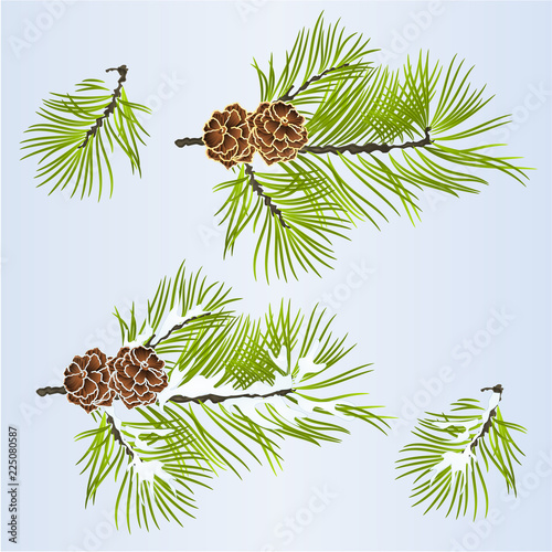 Set of Christmas and New Year decoration golden pine cones and snow pine cones fir tree branches vintage vector illustration editable hand draw