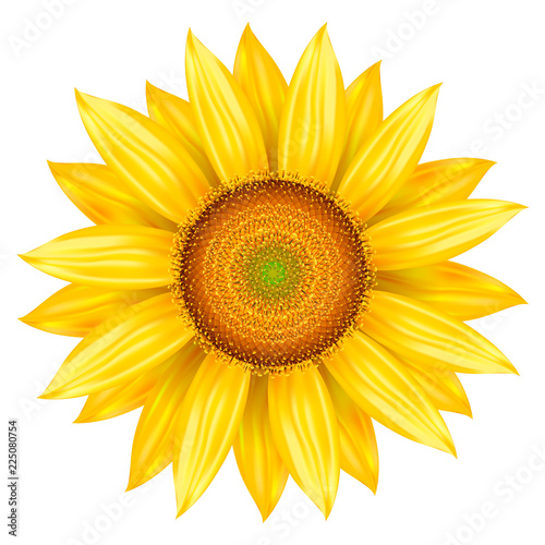 Fototapeta Naklejka Na Ścianę i Meble -  Vector illustration of sunflower. Isolated colored icon sunflower, realistic illustration.