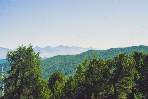 Wallpaper Mural Conifer forest against hills with forest cover under giant mountains and glaciers. Snowy ridge under blue clear sky. Snow summit in highlands. Amazing atmospheric mountain landscape. Torontodigital.ca