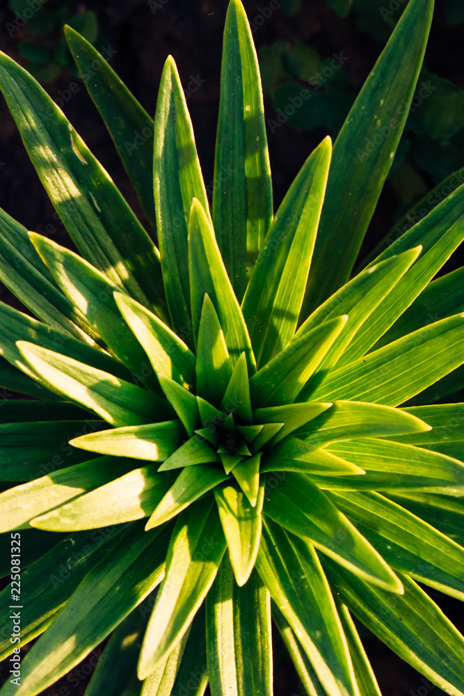 Fototapeta premium Green leaves of lilies close up. View from above. Natural background of leaves in form of stars.