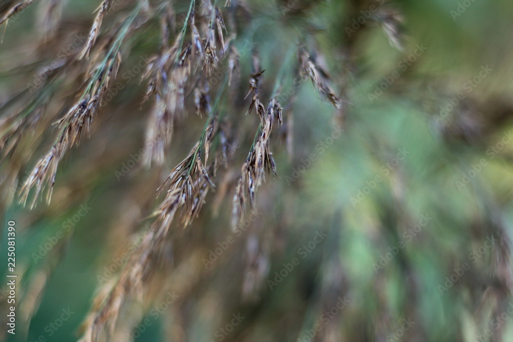 Riedgras in den Donauauen im Herbst