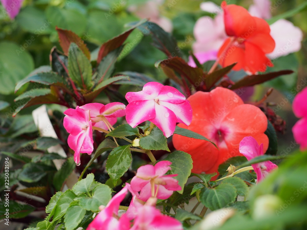 Colorful flower buds of the balsam. Flowers grow in pots. Colorful flower buds of the balsam. Flowers grow in pots.