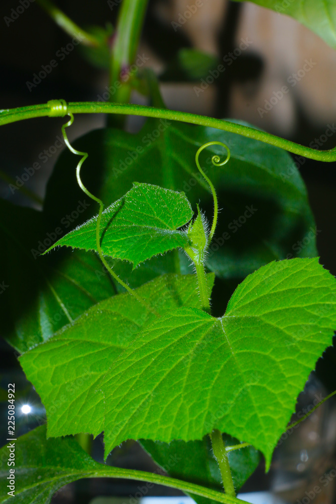 leaf, green, nature, plant, leaves, macro, isolated, tree, clover, spring, summer, close-up, white, garden, water, fresh, branch, flower, closeup, animal, plants, environment, ecology, beauty, foliage leaf, green, nature, plant, leaves, macro, isolated, tree, clover, spring, summer, close-up, white, garden, water, fresh, branch, flower, closeup, animal, plants, environment, ecology, beauty, foliage