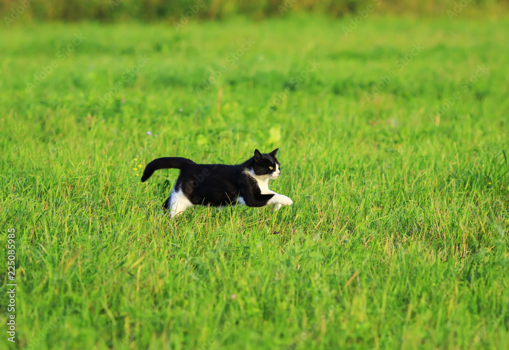 beautiful home cat deftly and quickly runs on the green grass in the summer clear meadow beautiful home cat deftly and quickly runs on the green grass in the summer clear meadow