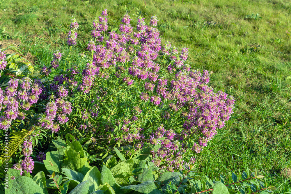Monard harlequin flowers in the summer garden, landscape design and gardening
