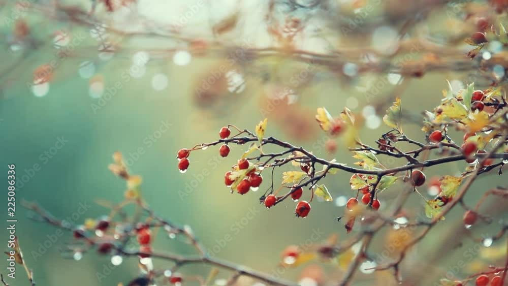 Hawthorn with red berry on the branch, autumn rain water drops, light breeze, bokeh, shallow depth of the field, toned, 59.94 fps Hawthorn with red berry on the branch, autumn rain water drops, light breeze, bokeh, shallow depth of the field, toned, 59.94 fps