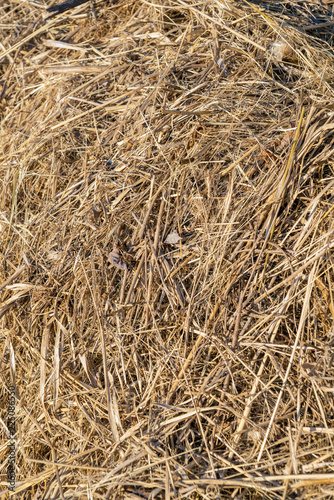 Background of dry grass in a haystack in a summer garden, landscape design and gardening