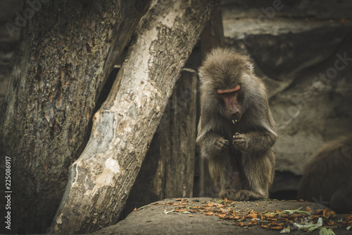 Małpa jedząca posiłek