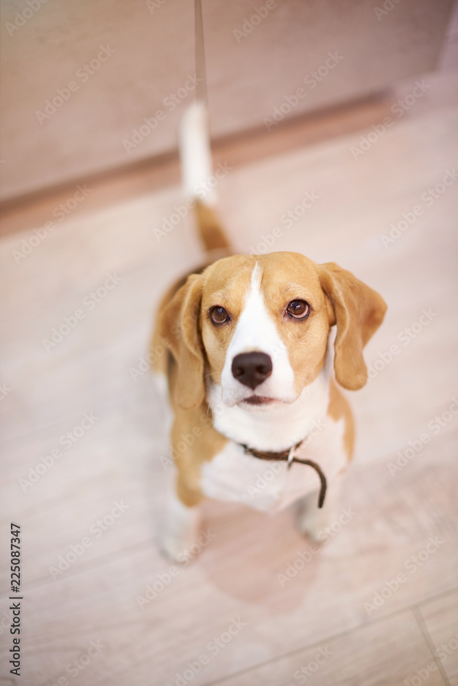 Fototapeta One beagle dog sitting on clean floor