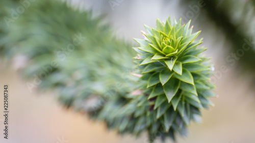 Monkey Puzzle Tree