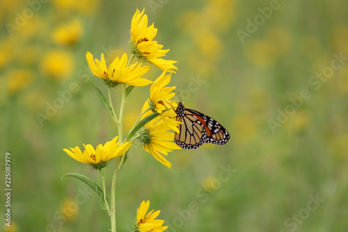 Sunflowers and Monarchs, #1