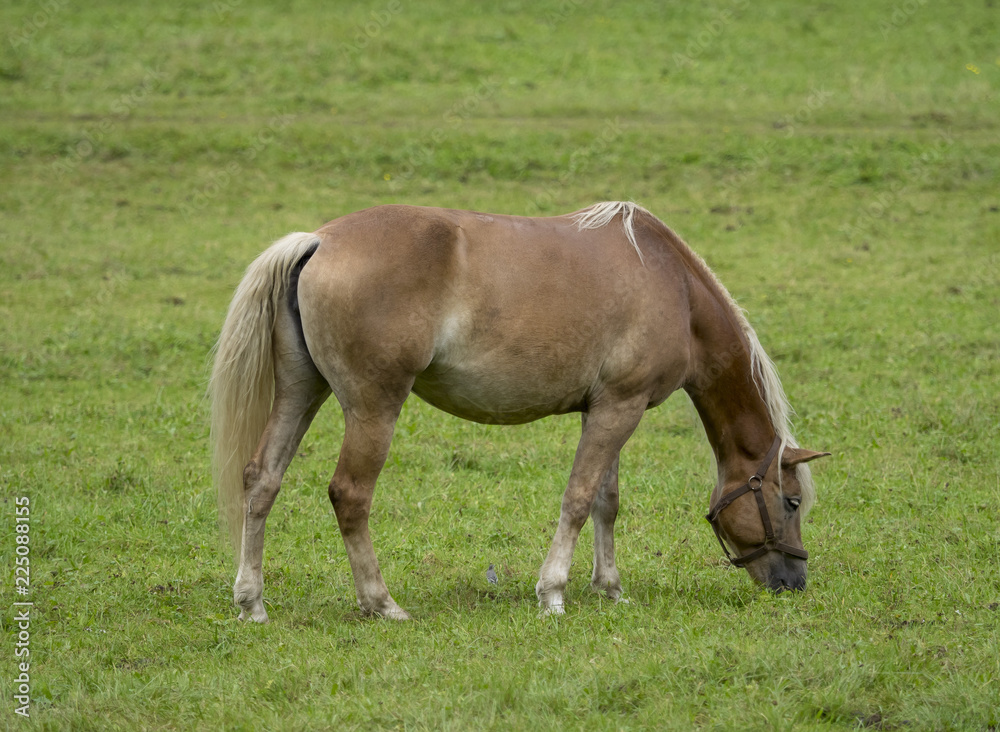 Cheval de race Haflinger de robe alezane clair dans un pré de Bavière.