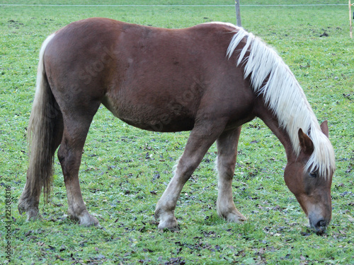 Cheval Haflinger de robe alezane brulée dans un prè de Bavière. photo