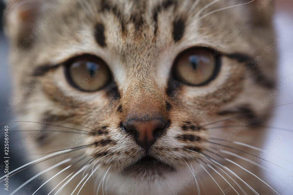 Sad face of a little gray kitten close up