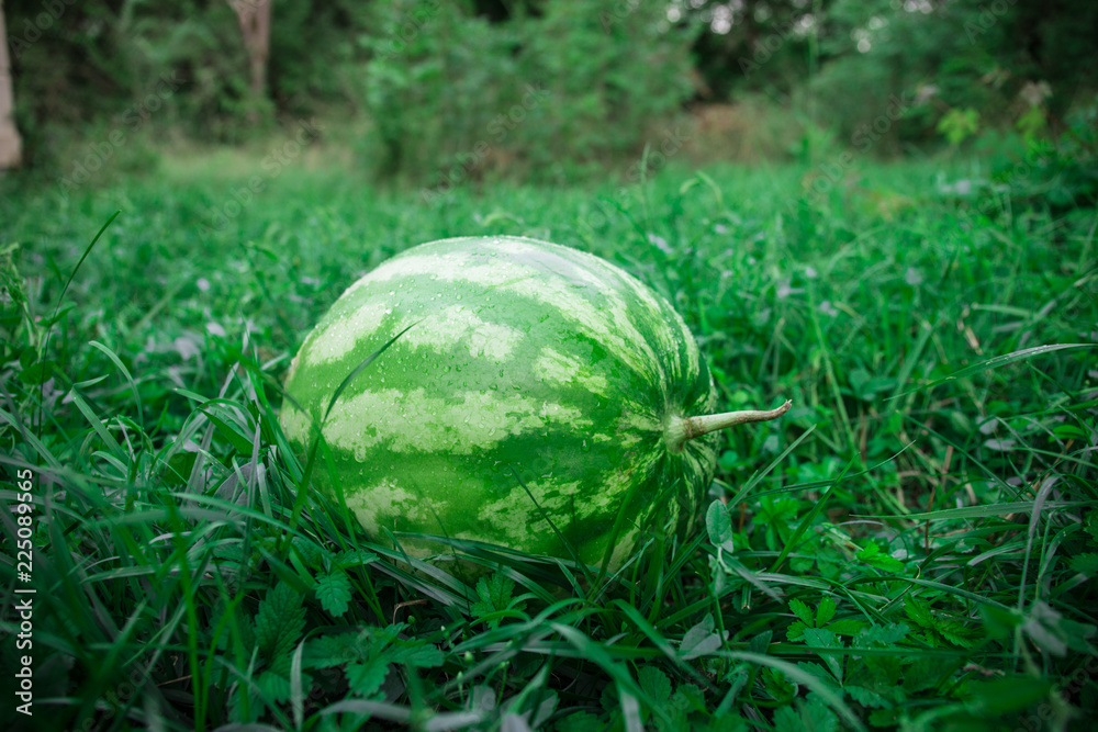Green watermelon on grass or growing watermelon in garden. Green watermelon on grass or growing watermelon in garden.
