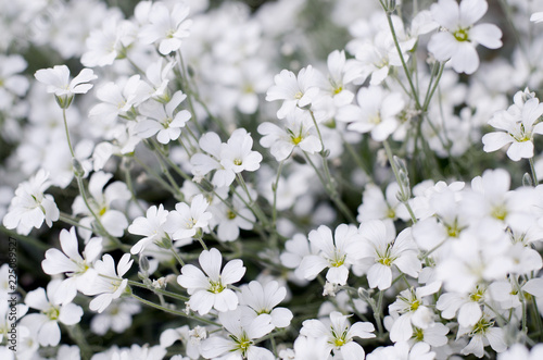 Fototapeta Naklejka Na Ścianę i Meble -  Cerastium tomentosum in bloom. Beautiful white summer flowers. Floral background.