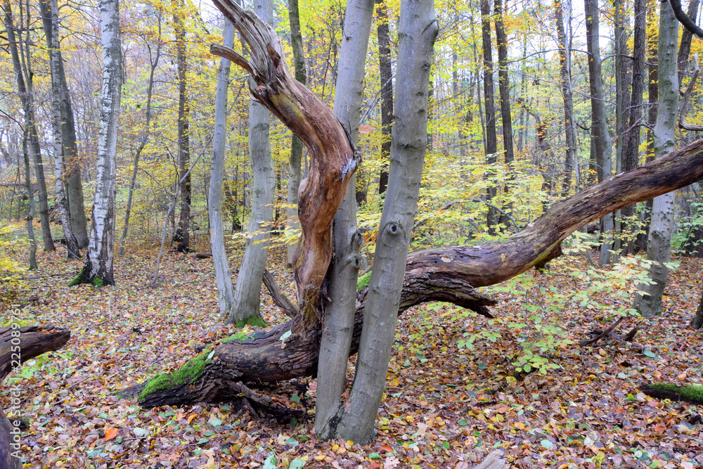 Herbstwald Herbstwald