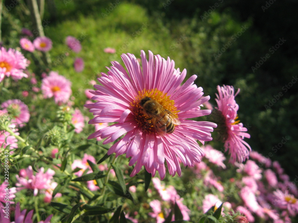 Obraz premium bee on a flower photo shoot 2