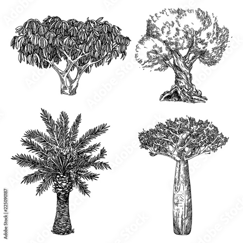 Set of tropical trees. Palm, baobab, scheffler tree and olive. Engraving style. Vector illustration.